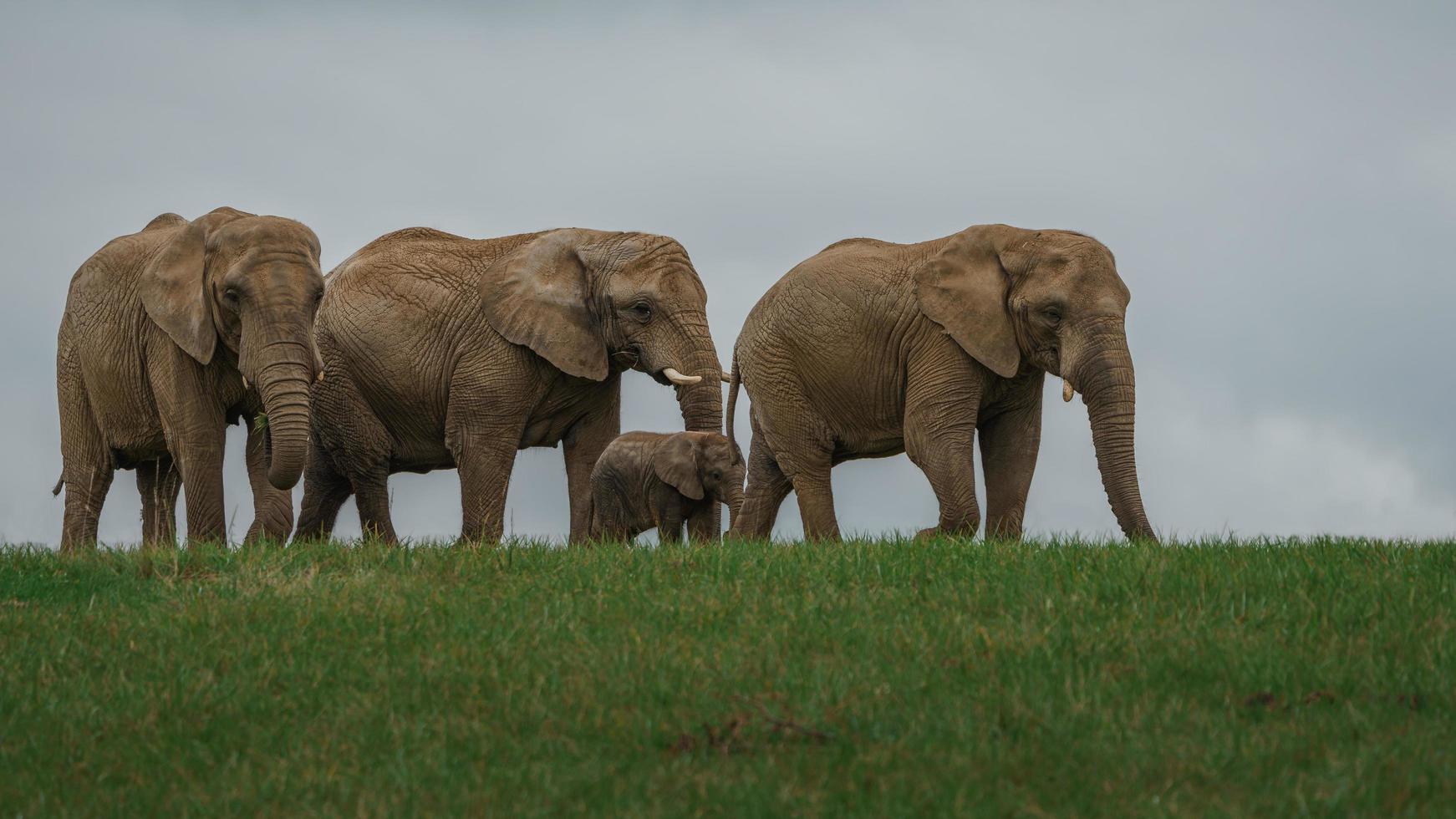 African bush elephant photo