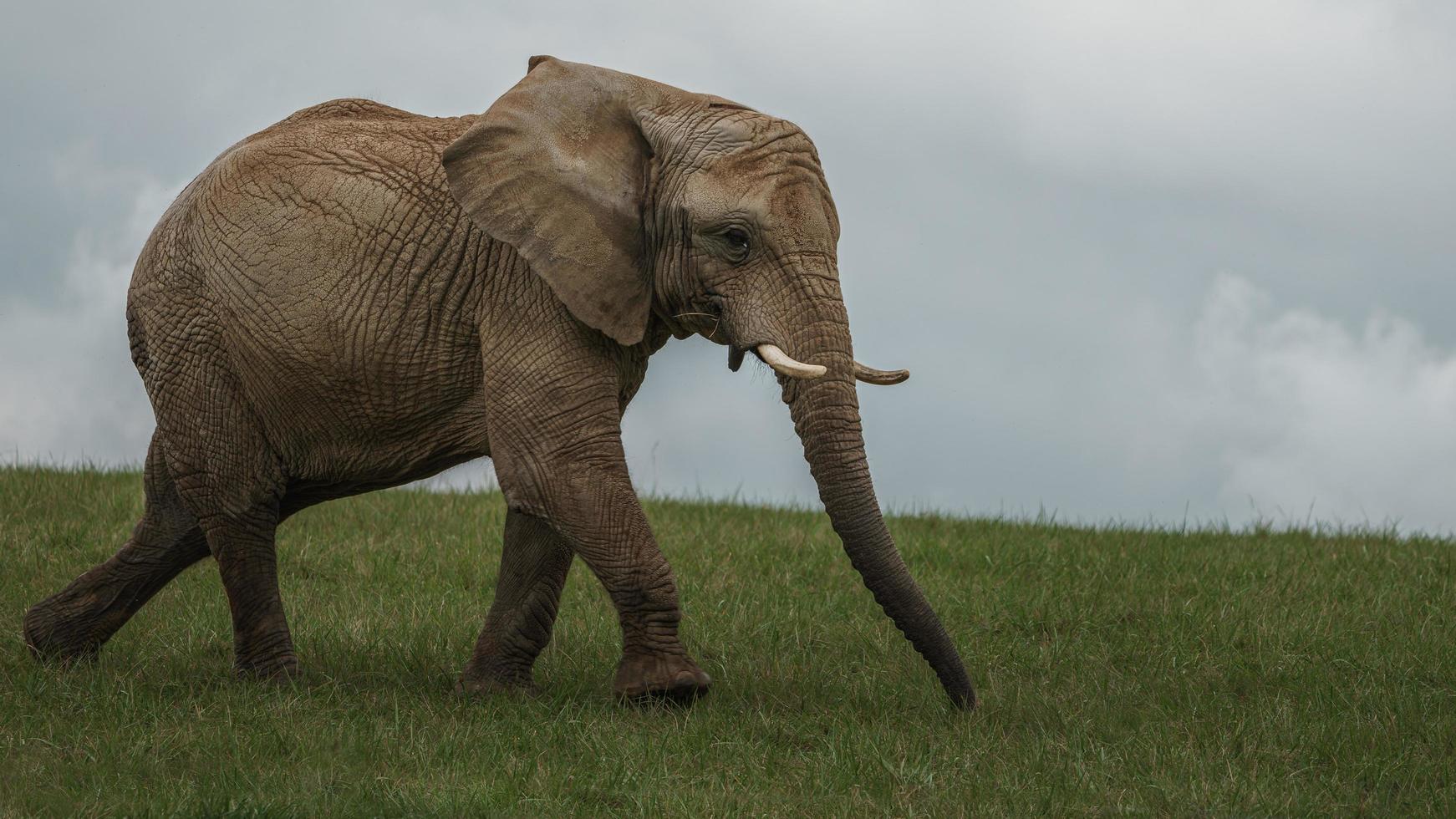 African bush elephant photo