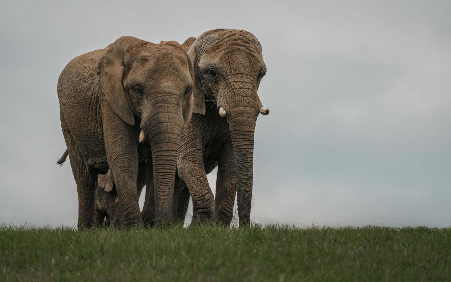 African bush elephant photo