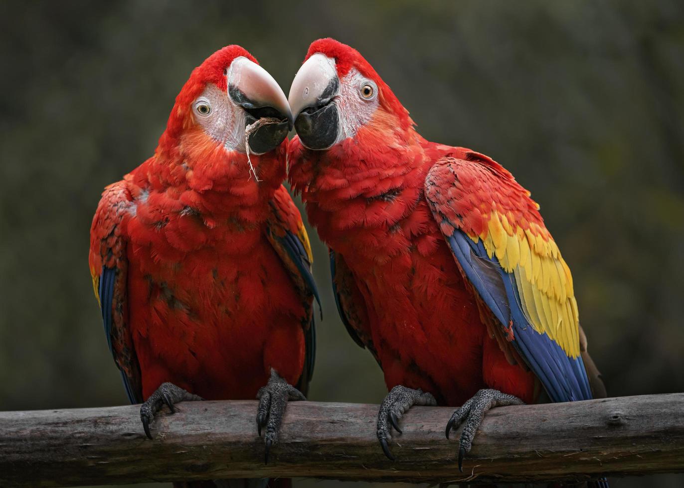 Portrait of Scarlet macaw photo