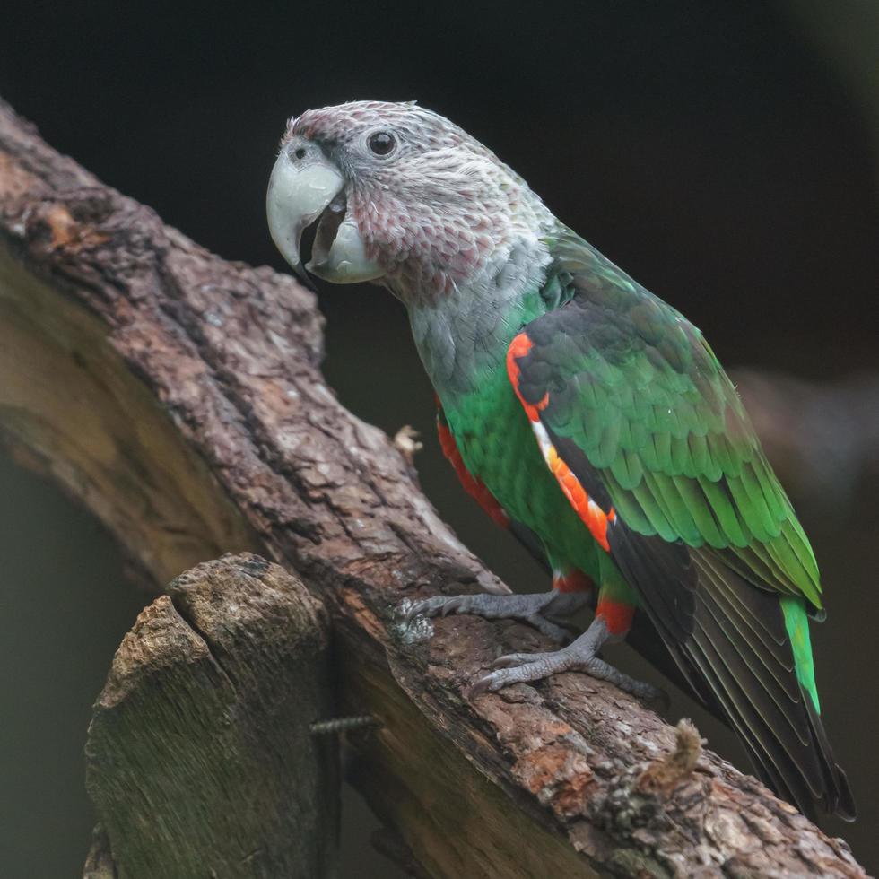 loro de cuello marrón foto