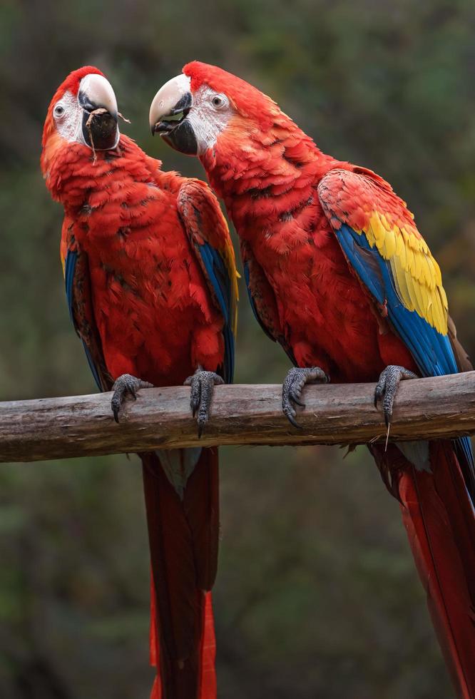 Portrait of Scarlet macaw photo