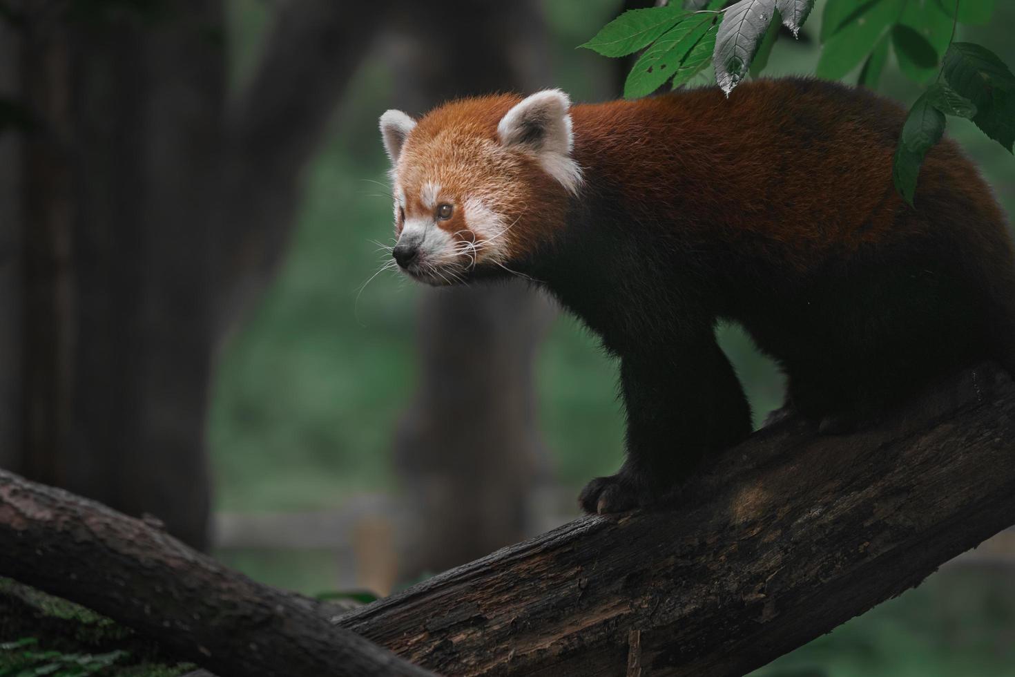Red panda in zoo photo