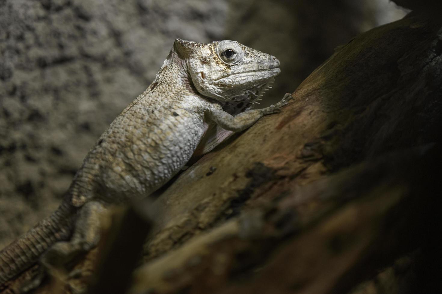 Brown anole in terrarium photo