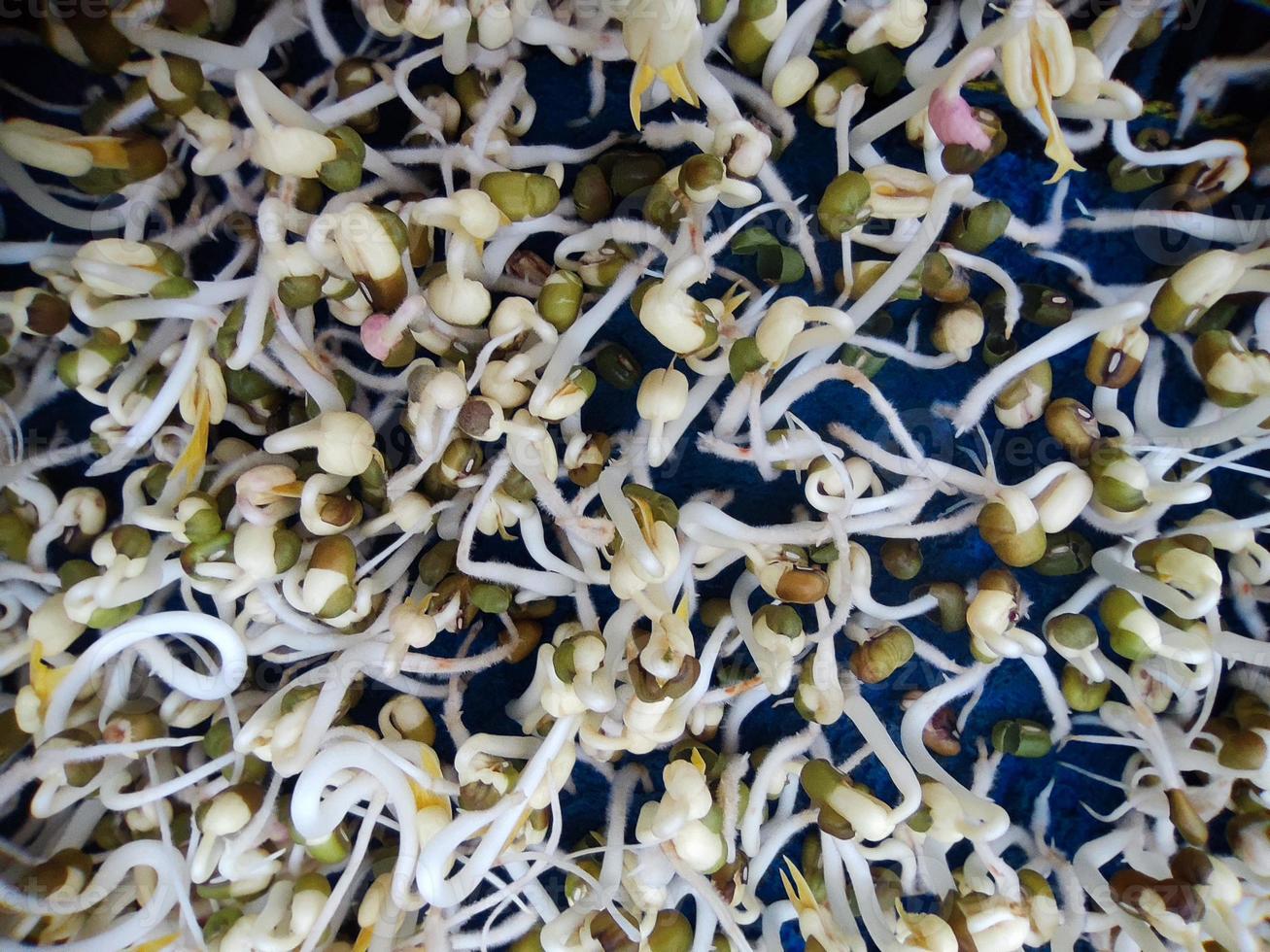 Brotes de soja orgánicos blancos crudos en un recipiente foto