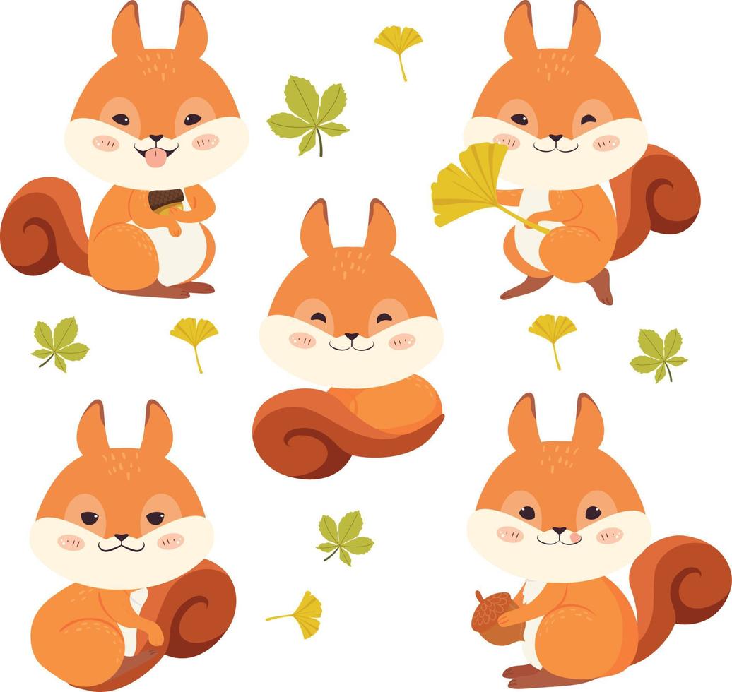 Cute squirrel animal vector