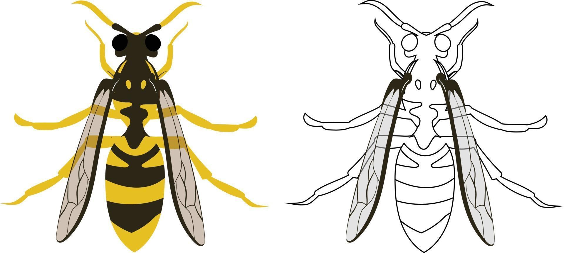 Hornet or Wasp Vector Illustration Fill and Outline Isolated