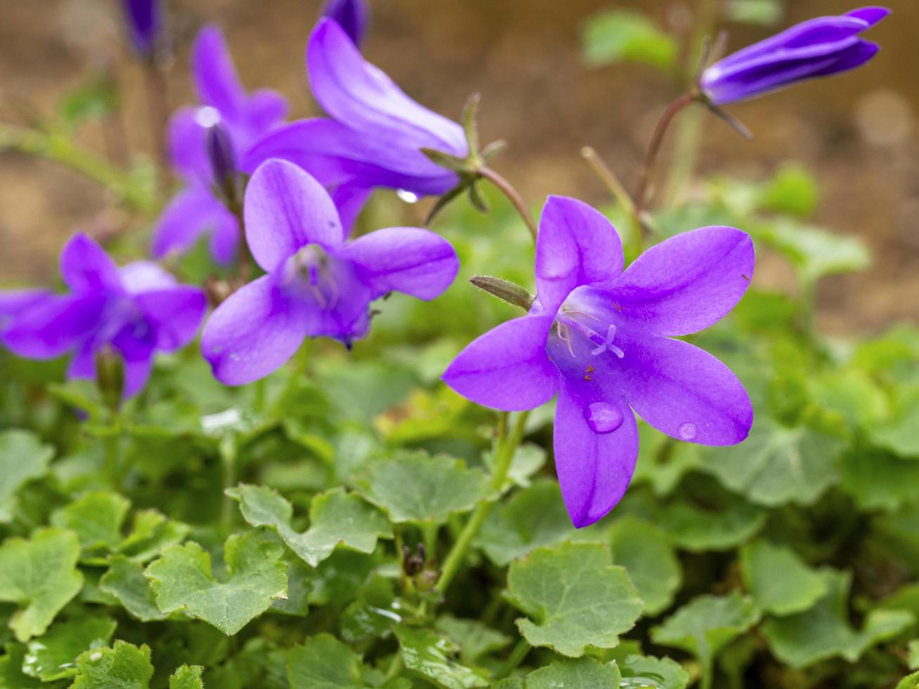 Bonitas flores azules campanula portenschlagiana, variedad resholt foto