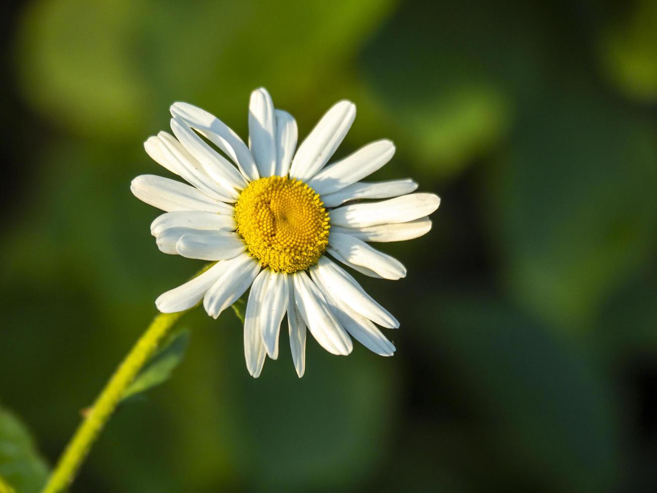 Primer plano de una sola flor de margarita blanca foto