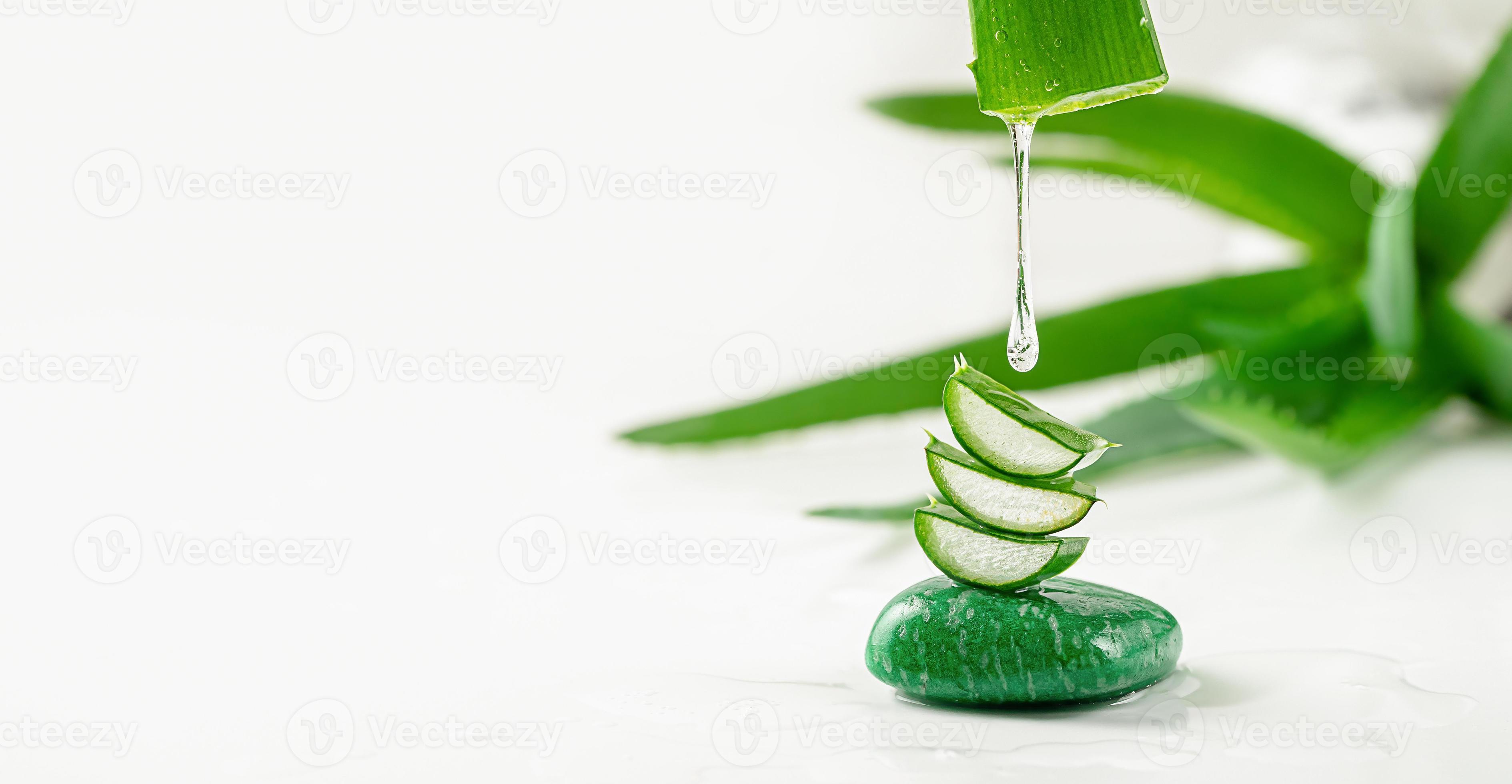 Aloe vera essence gel dripping from the leaf on white background. Skin  care, copy space 3605776 Stock Photo at Vecteezy