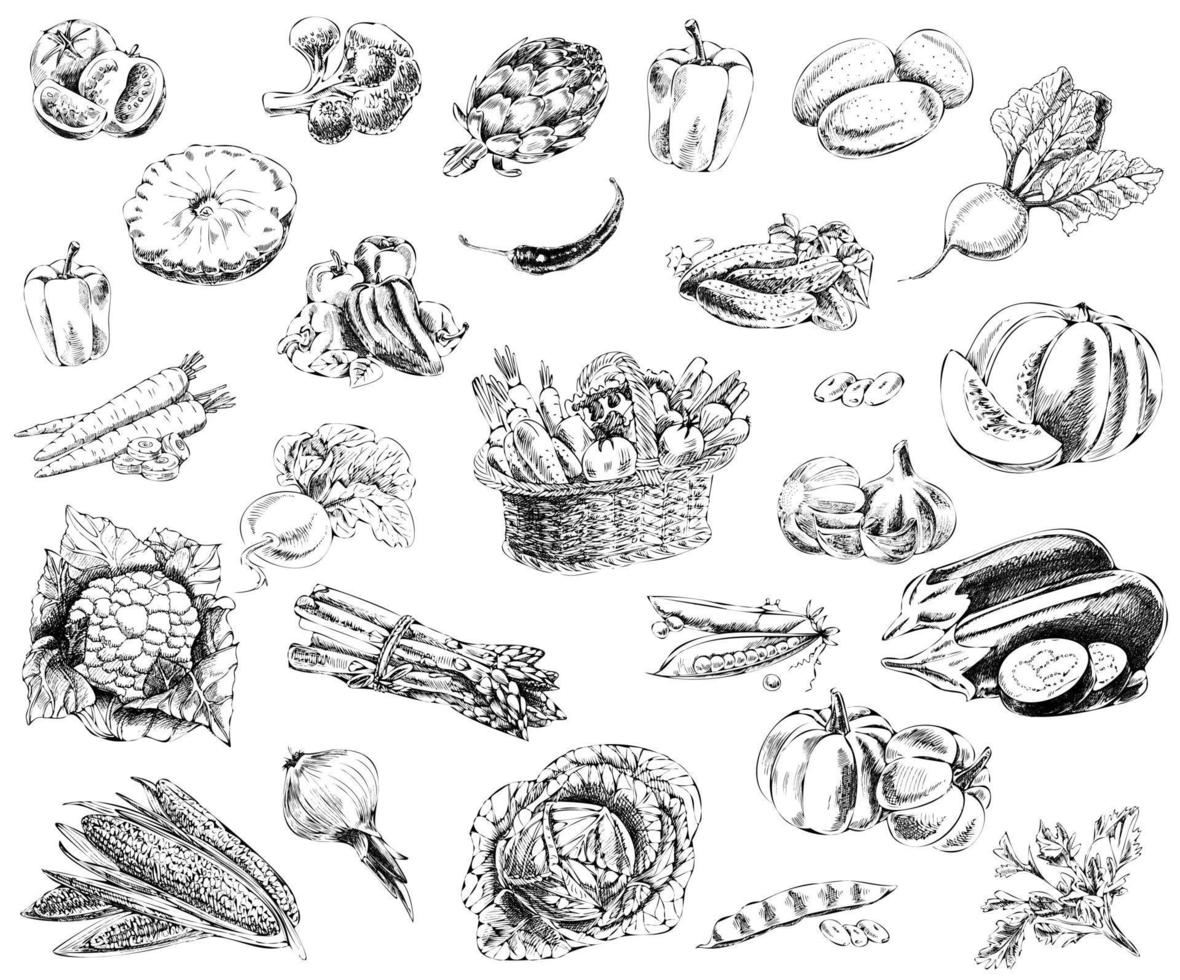 A set of hand-drawn sketches of vegetables. Vintage sketch elements for labels, packaging and cards design. vector