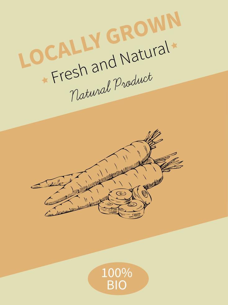 Vector hand drawing sketch of plant banner. Eco food product. Vintage vector illustration of carrots.