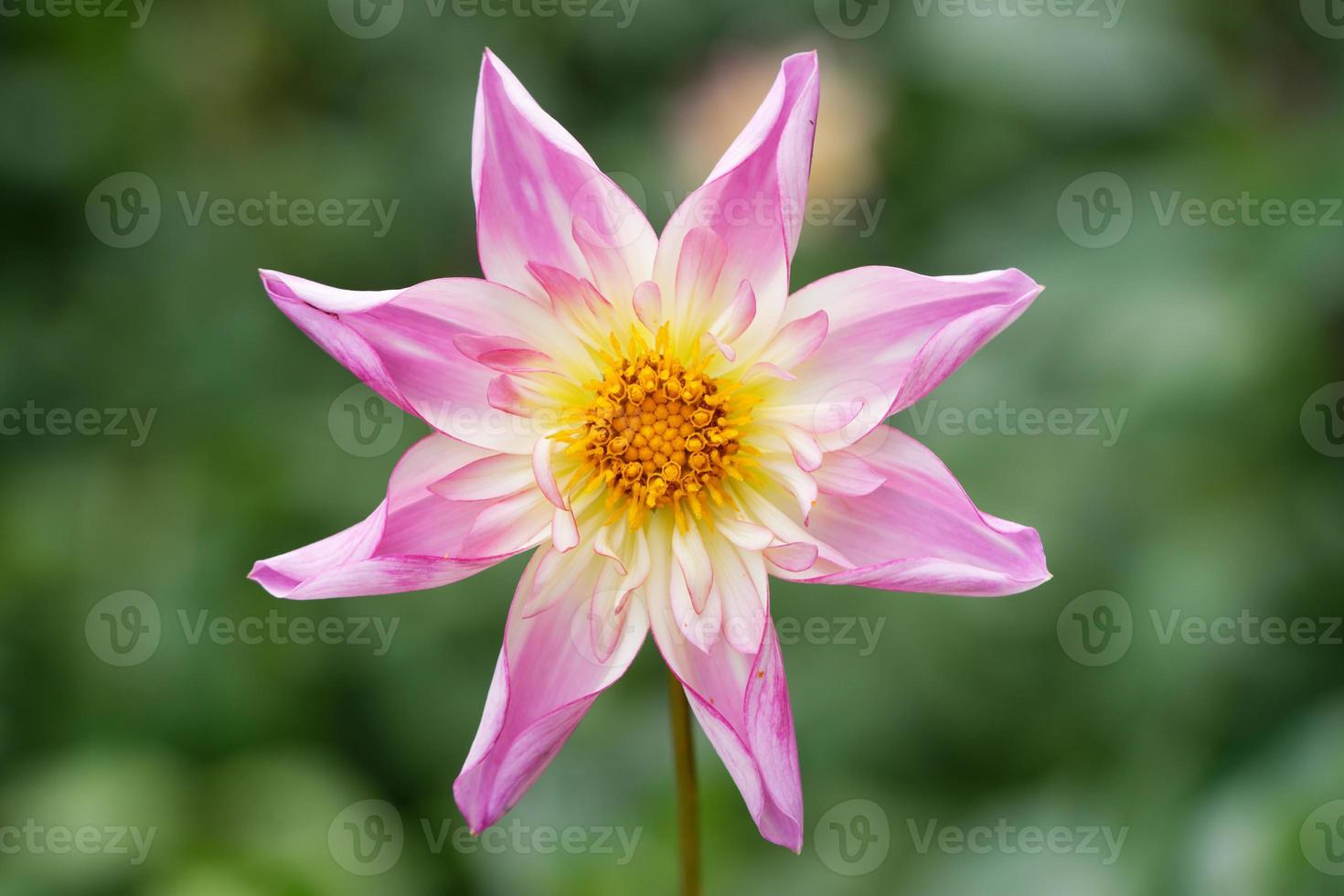 portrait view of pink white dahlia against blurred background photo