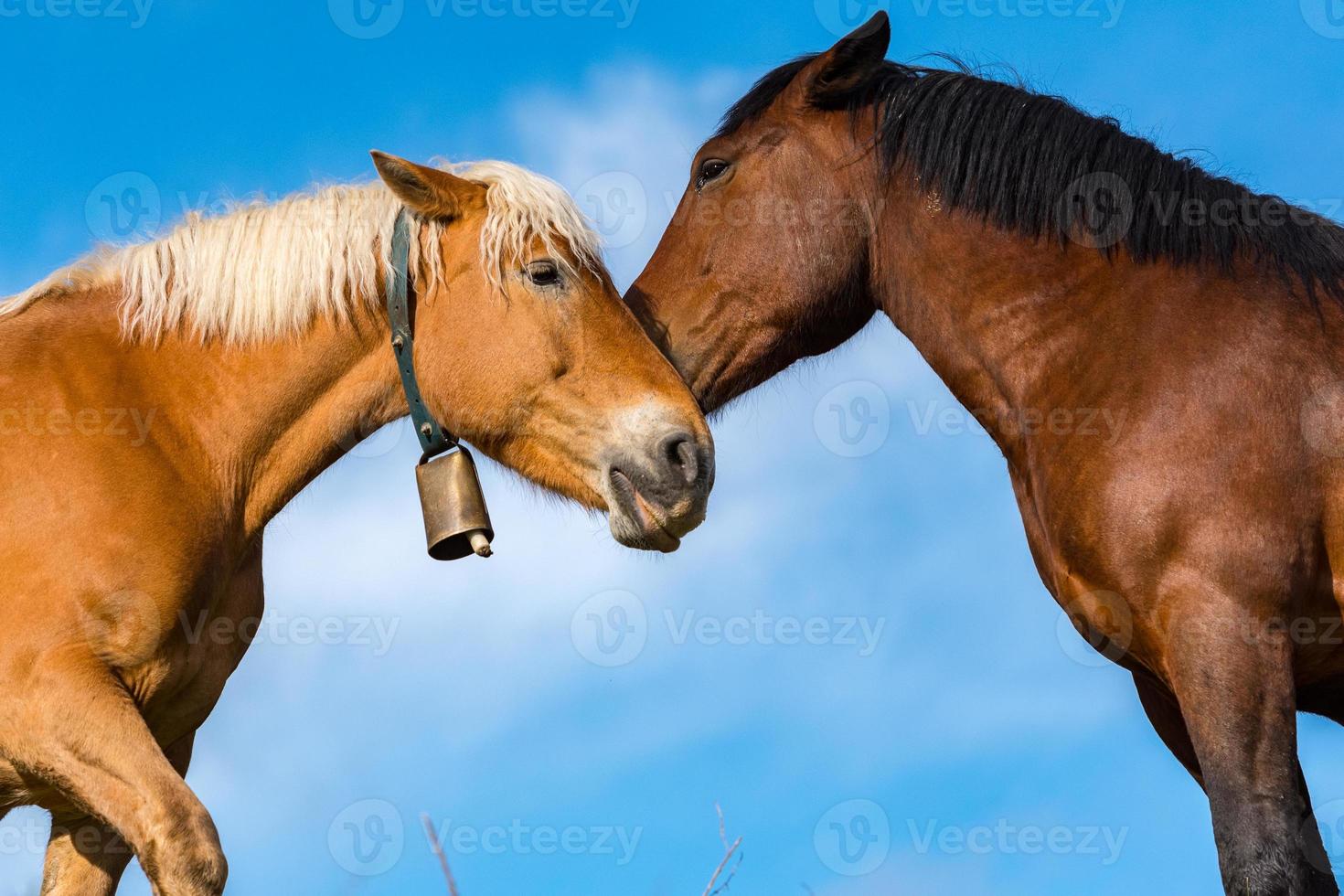 Rural stage with horses in the fields of Canillo in Andorra photo