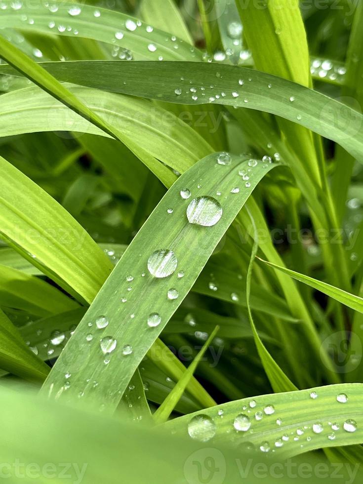 Fresh green grass with rain water drops. Summer nature background. Nature scene with droplets on green leaf. Beautiful artistic image of purity and freshness of nature photo