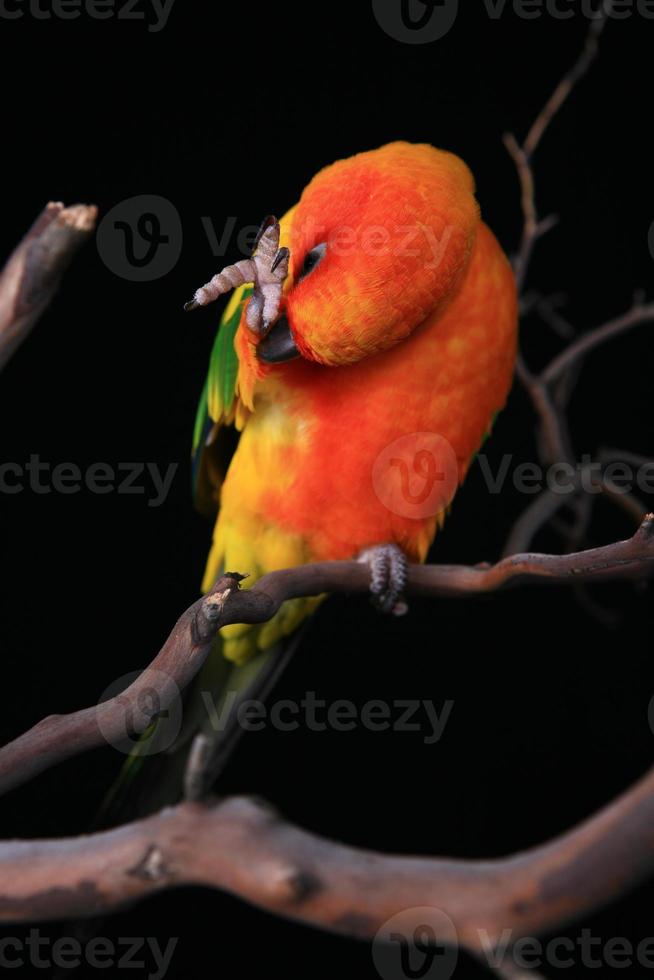 Sun Conure Parrot Preening photo