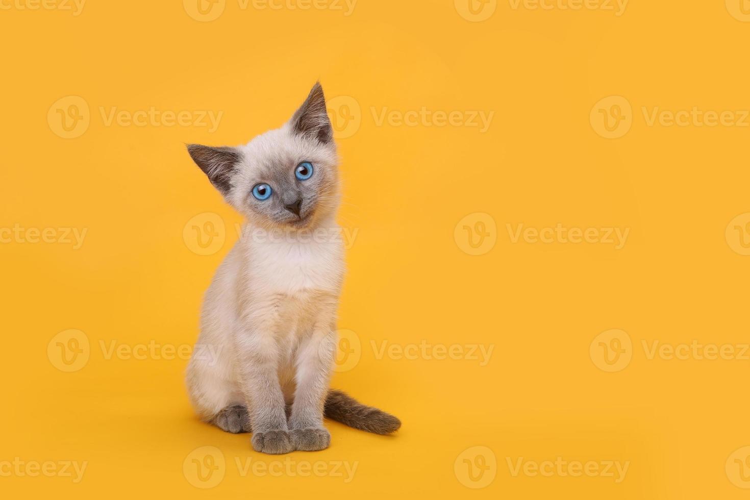 Gatito siamés sonriendo con la cabeza inclinada sobre fondo amarillo foto