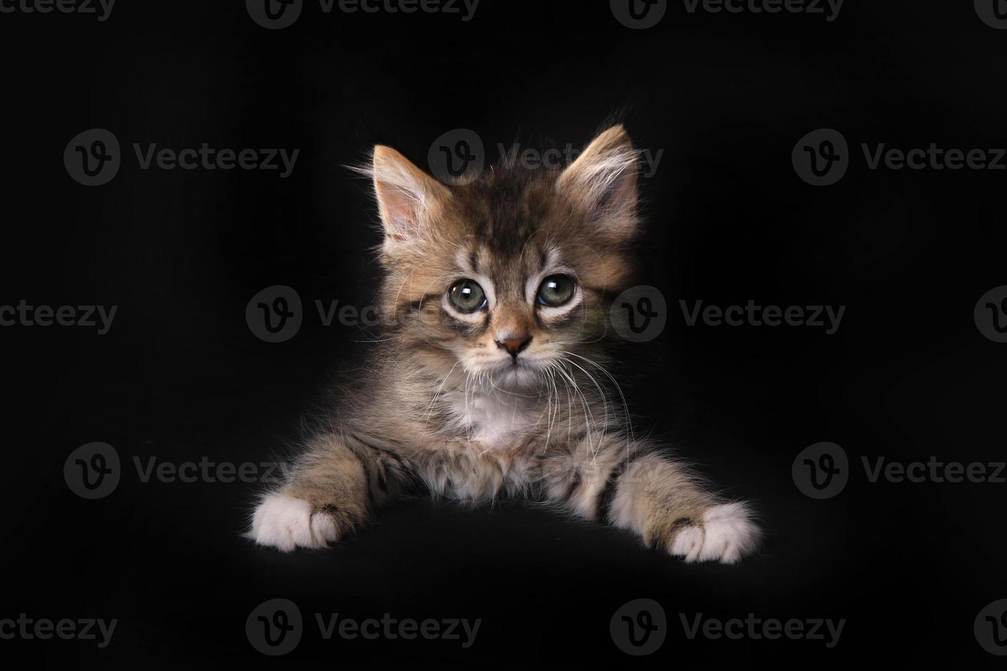 gatito maincoon con ojos grandes foto