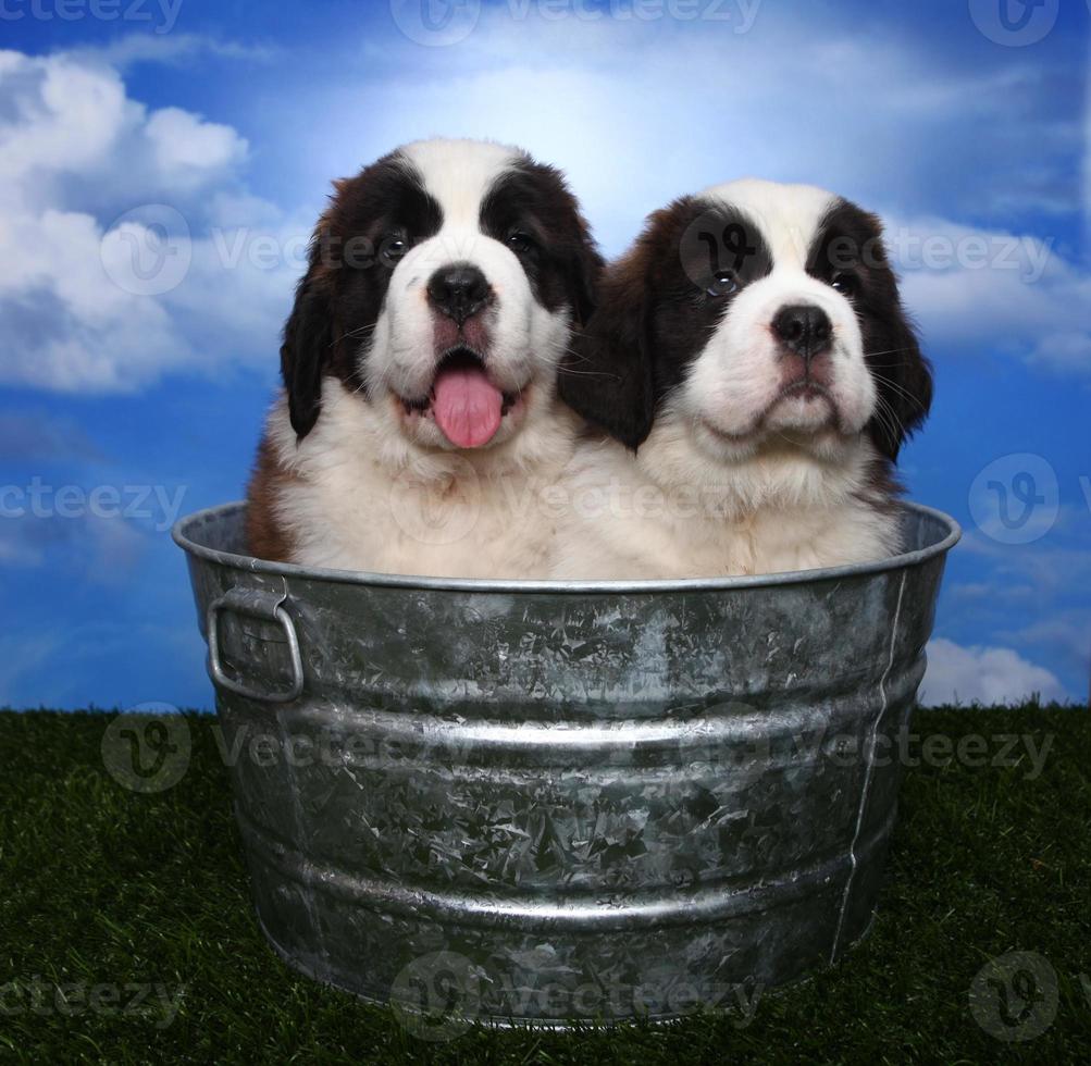 adorables cachorros de san bernardo foto