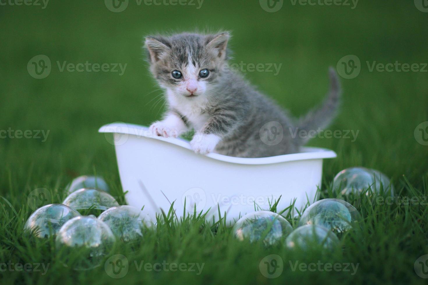 Newborn Kitten Portrait Outdoors in Green Meadow photo