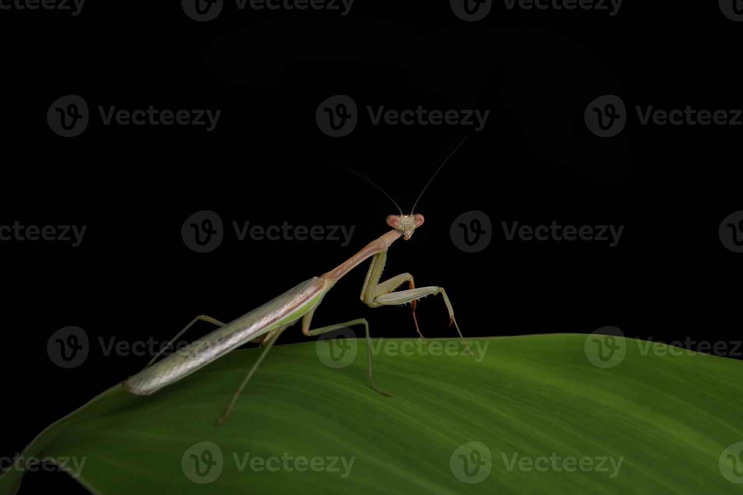 Green Praying Mantis on Black Background photo