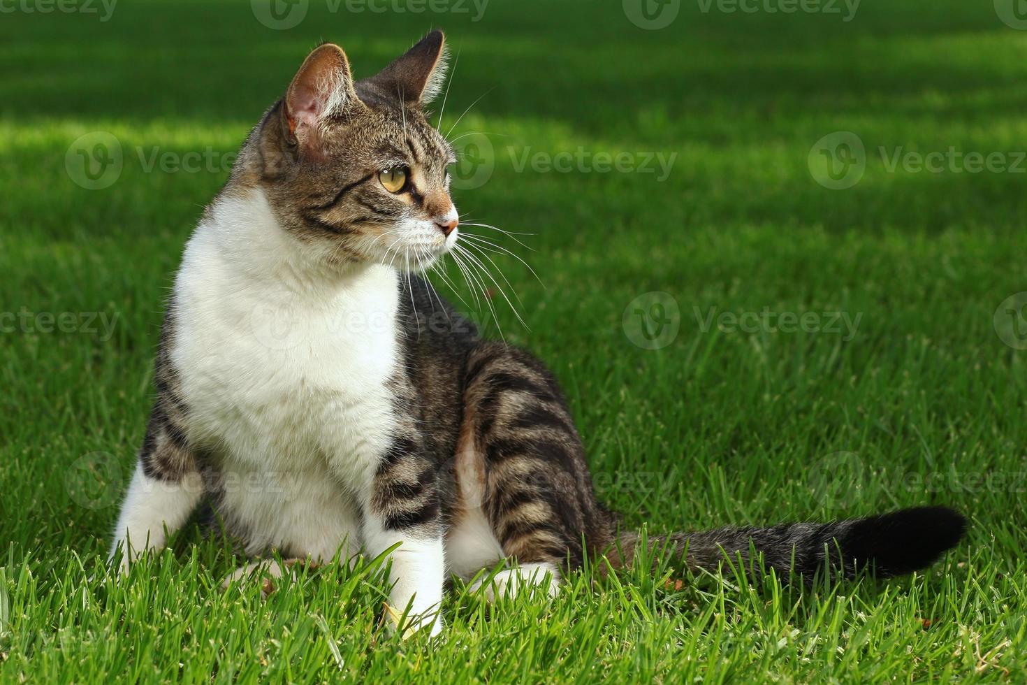 gato jugando al aire libre en la hierba foto