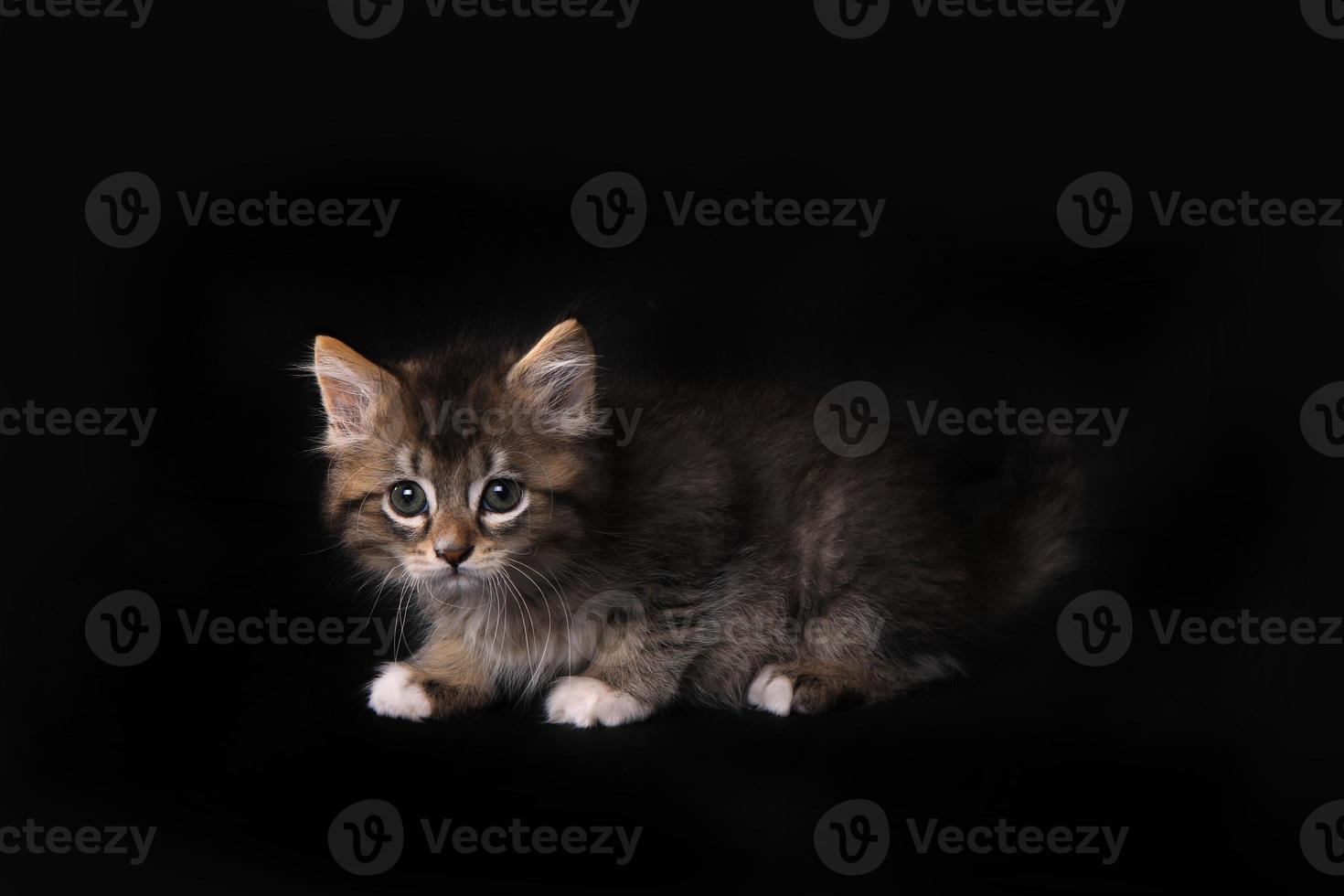 gatito maincoon con ojos grandes foto