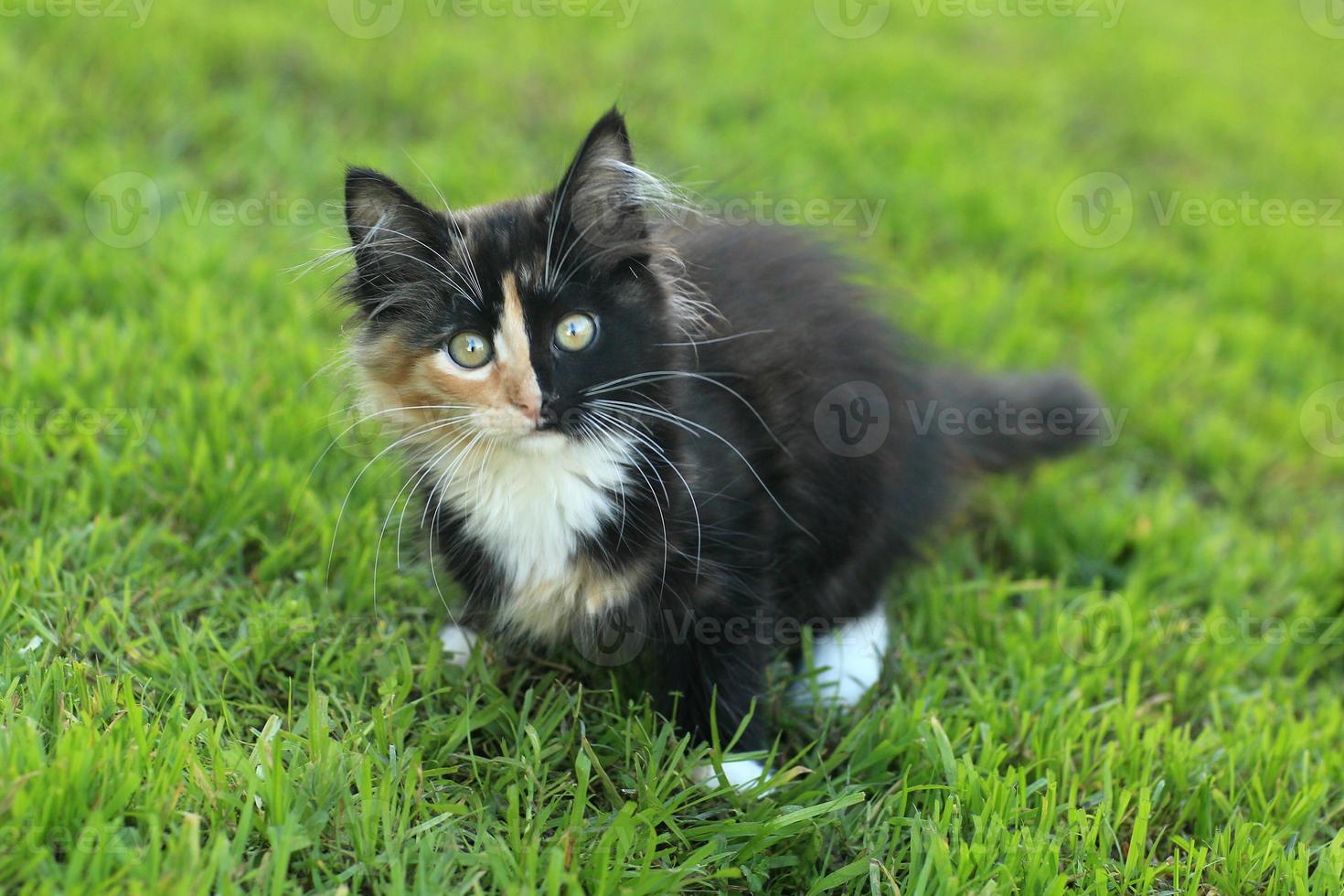 Adorable gatito doméstico de pelo largo con cara dividida foto