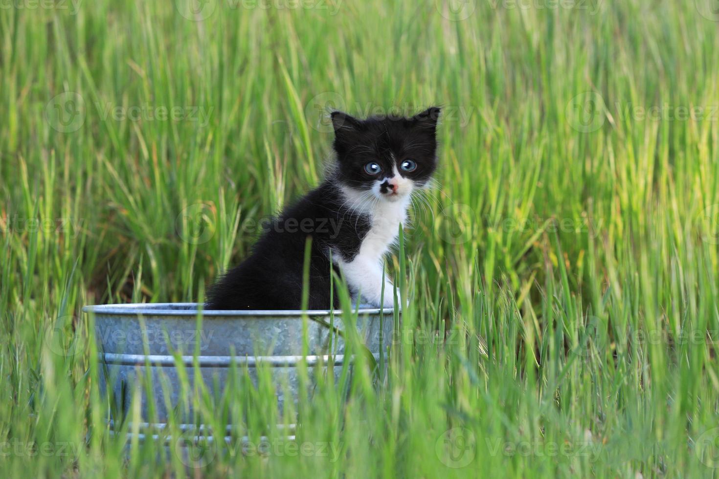 Gatito al aire libre en la hierba verde alta en un día soleado foto