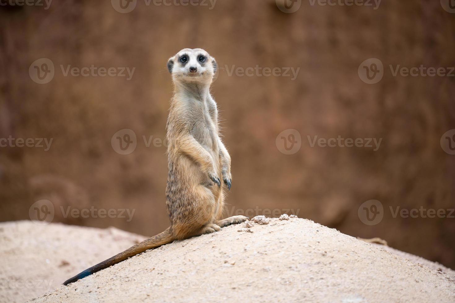 cute meerkat Suricata suricatta photo