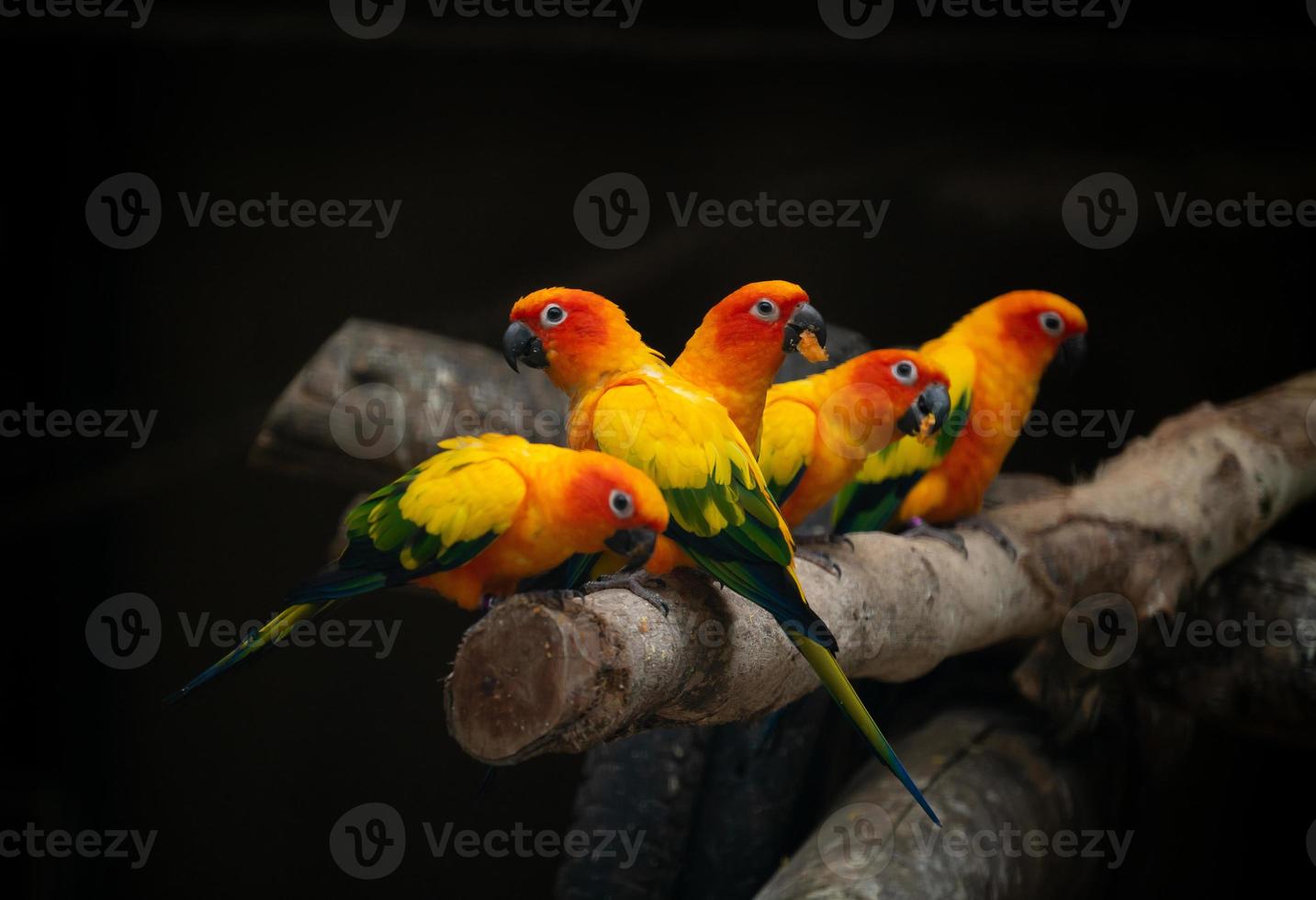 grupo de sunconure loro pájaro fondo oscuro foto