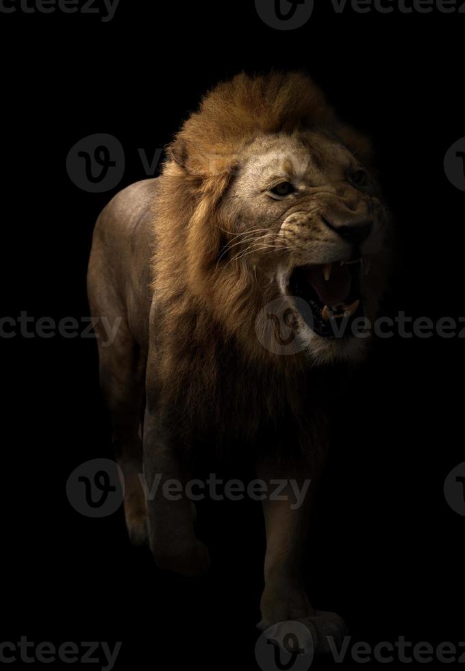 male lion walking in dark background photo