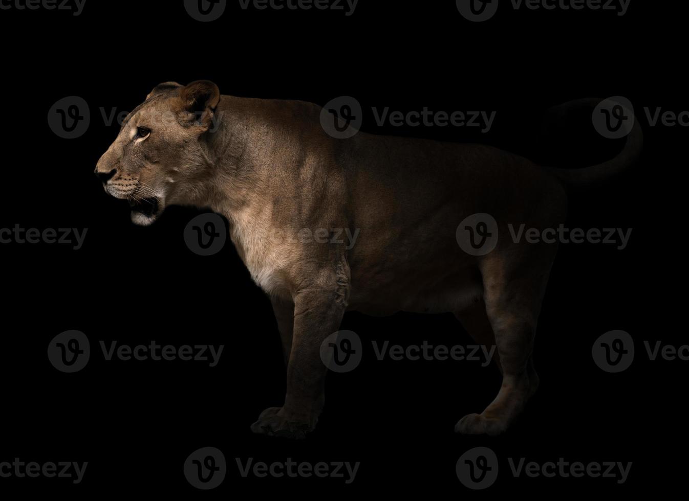 female lion walking in dark background photo