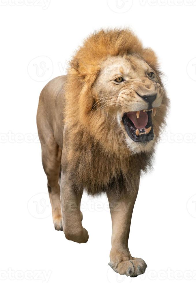 male lion walking isolated on white background photo