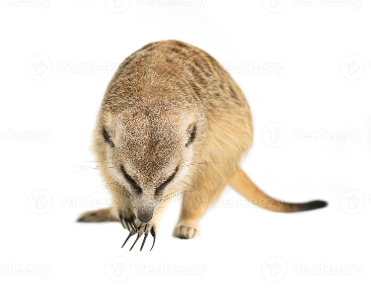 cute meerkat Suricata suricatta  isolated photo