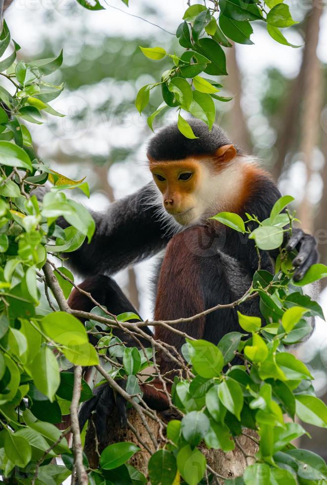 douc langur pygathrix nemaeus de patas rojas foto