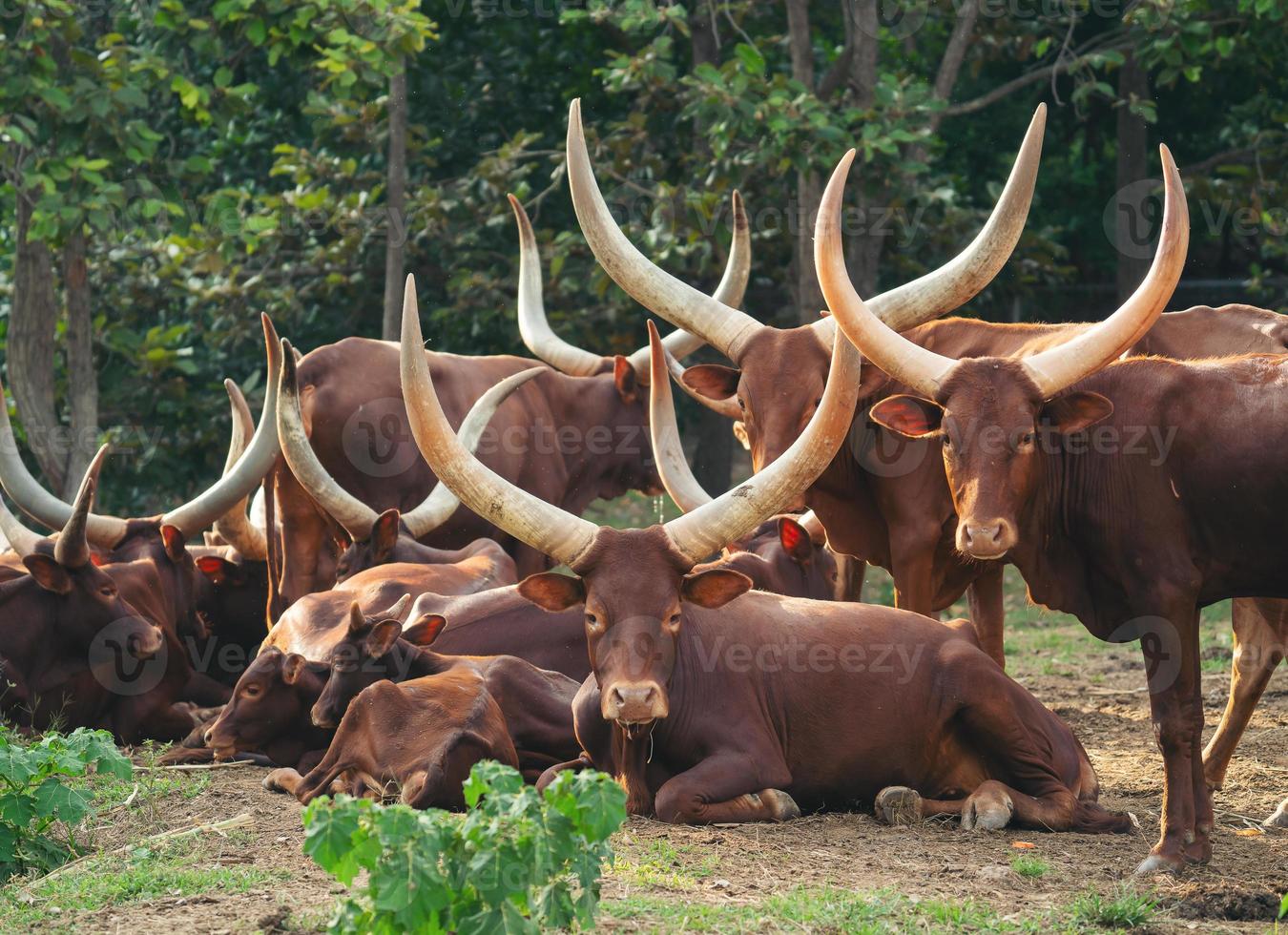 herd of watusi cattle photo