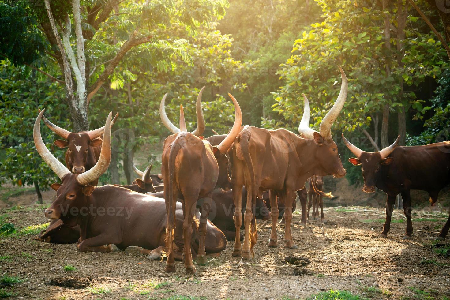 herd of watusi cattle photo