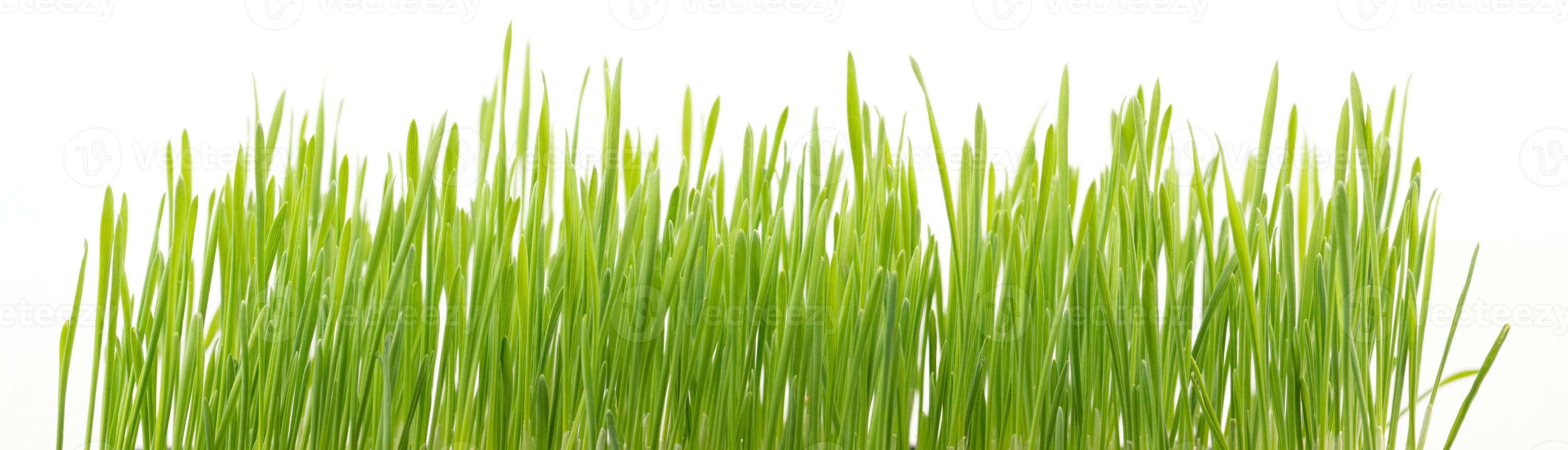 Green wheat grass isolated on white background photo