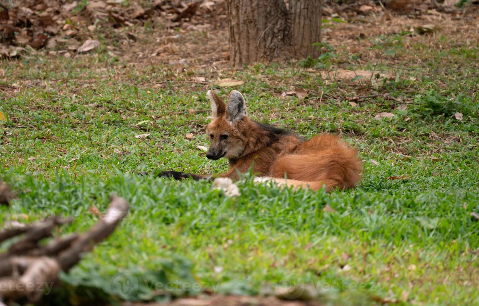 lobo de crin chrysocyon brachyurus foto