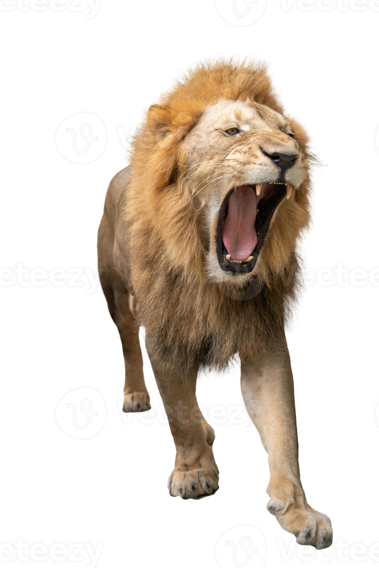 Lion 4 and a half years Panthera leo Stock Photo by lifeonwhite 10874973