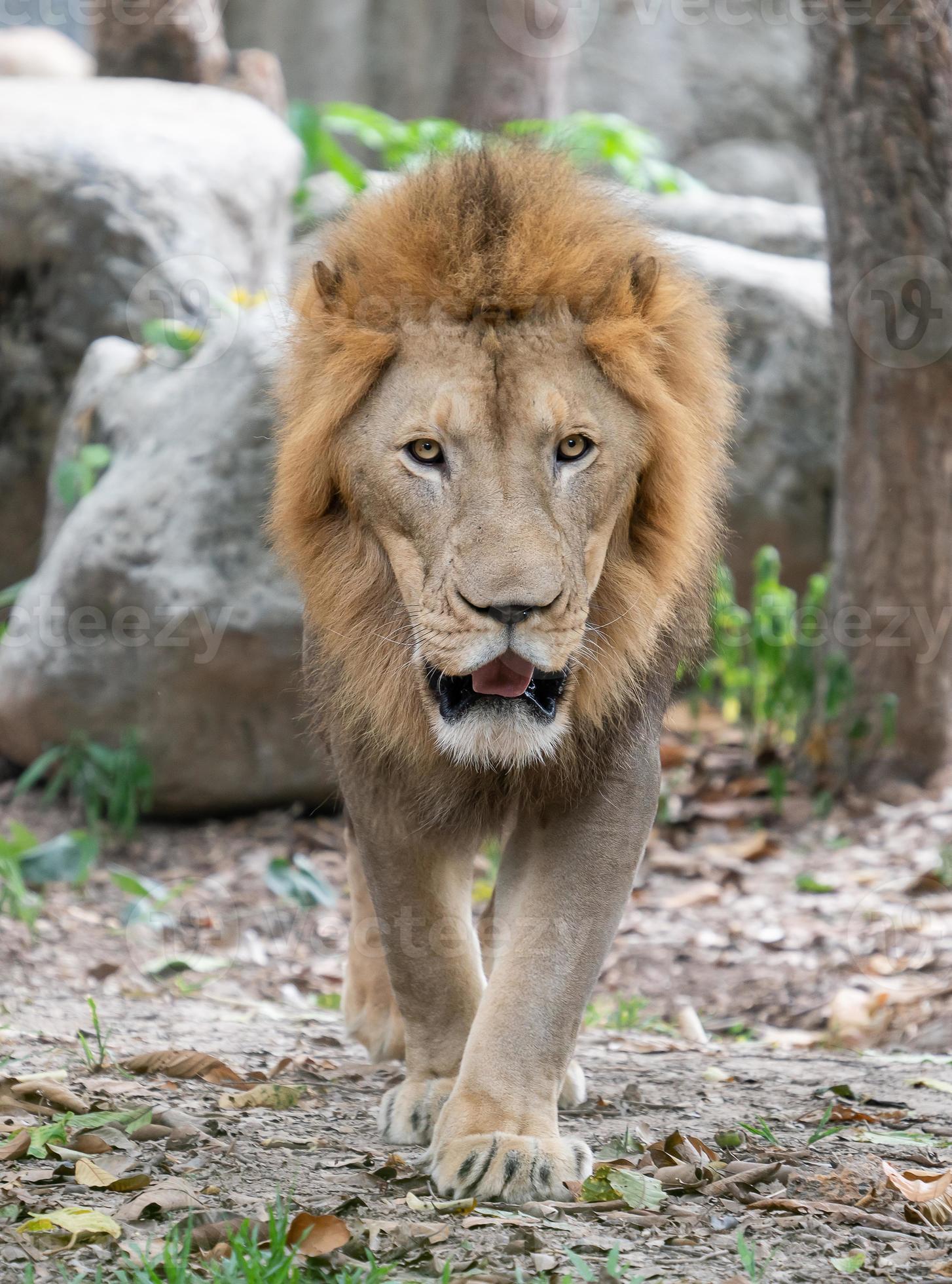 male lion walking in zoo 3607168 Stock Photo at Vecteezy male lion walking in zoo 3607168 Stock Photo at Vecteezy