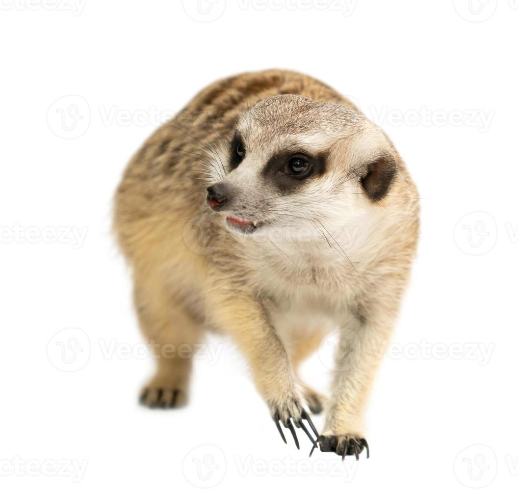 cute meerkat Suricata suricatta  isolated photo