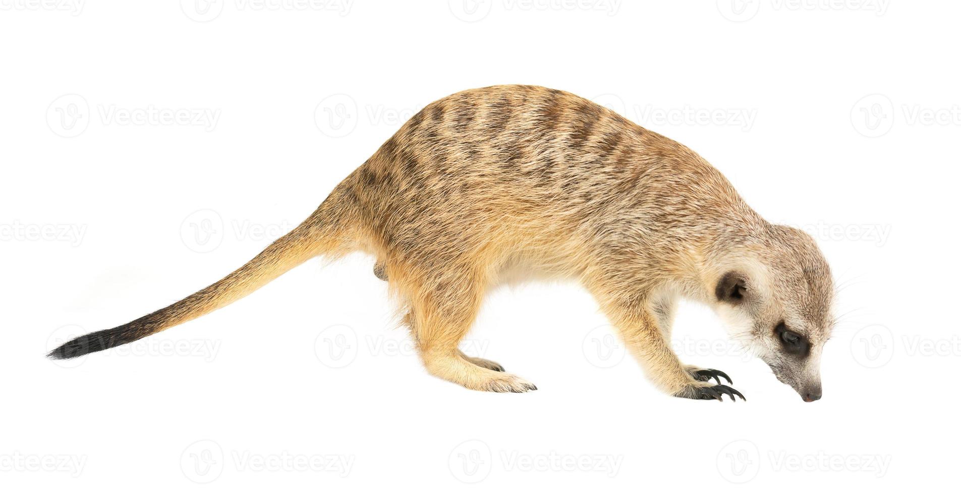 cute meerkat Suricata suricatta  isolated photo