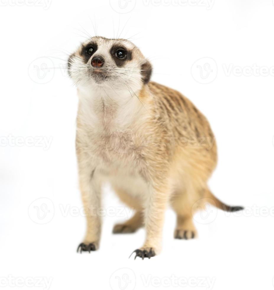lindo suricata suricata suricatta aislado foto
