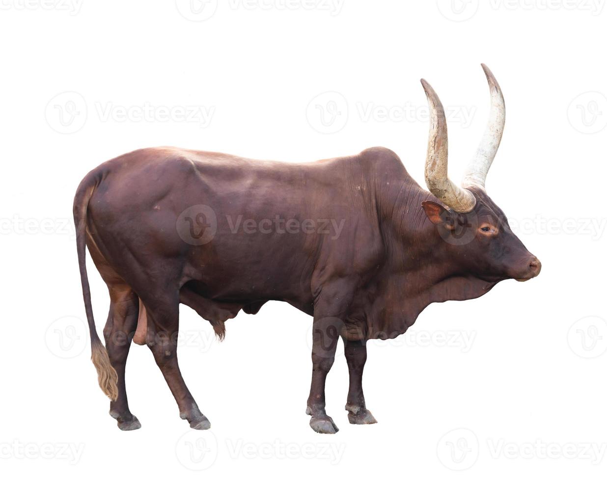 ankole watusi isolated on white background photo