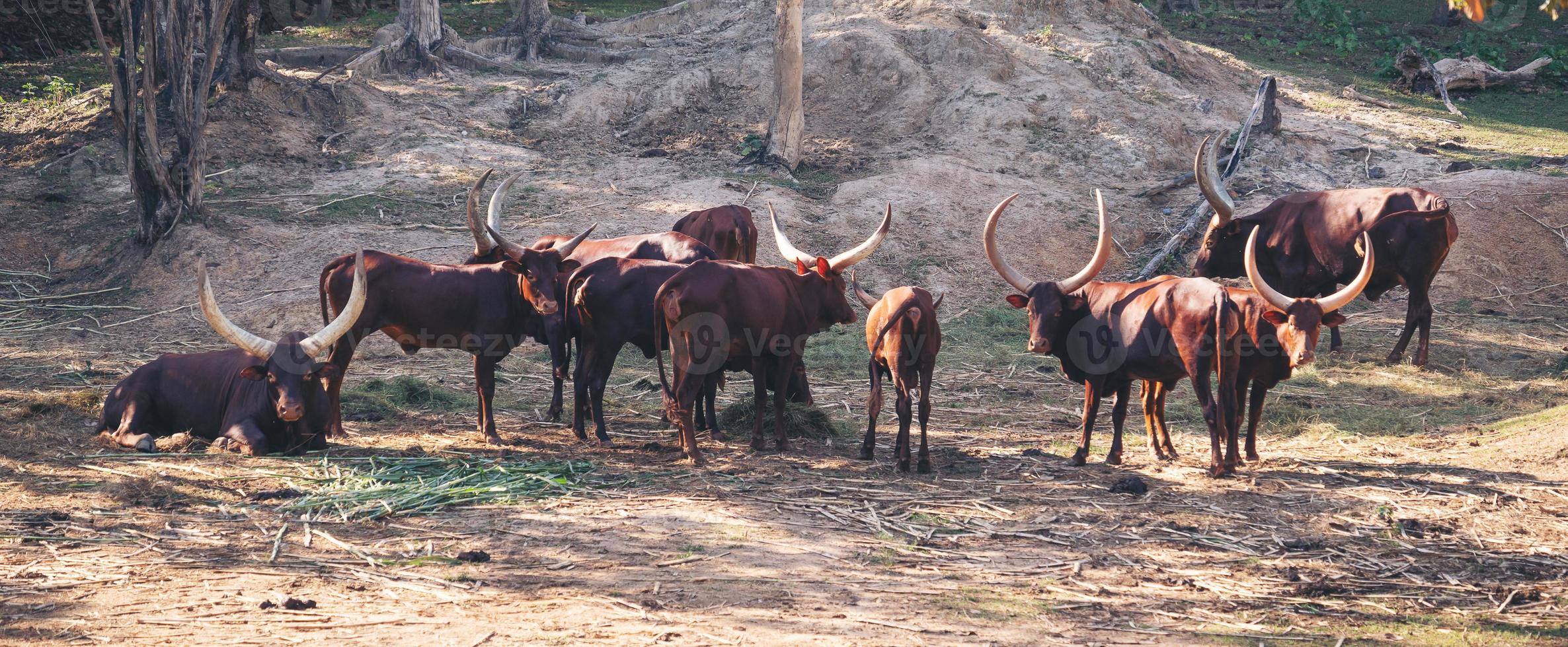 ankole watusi cattle in zoo photo