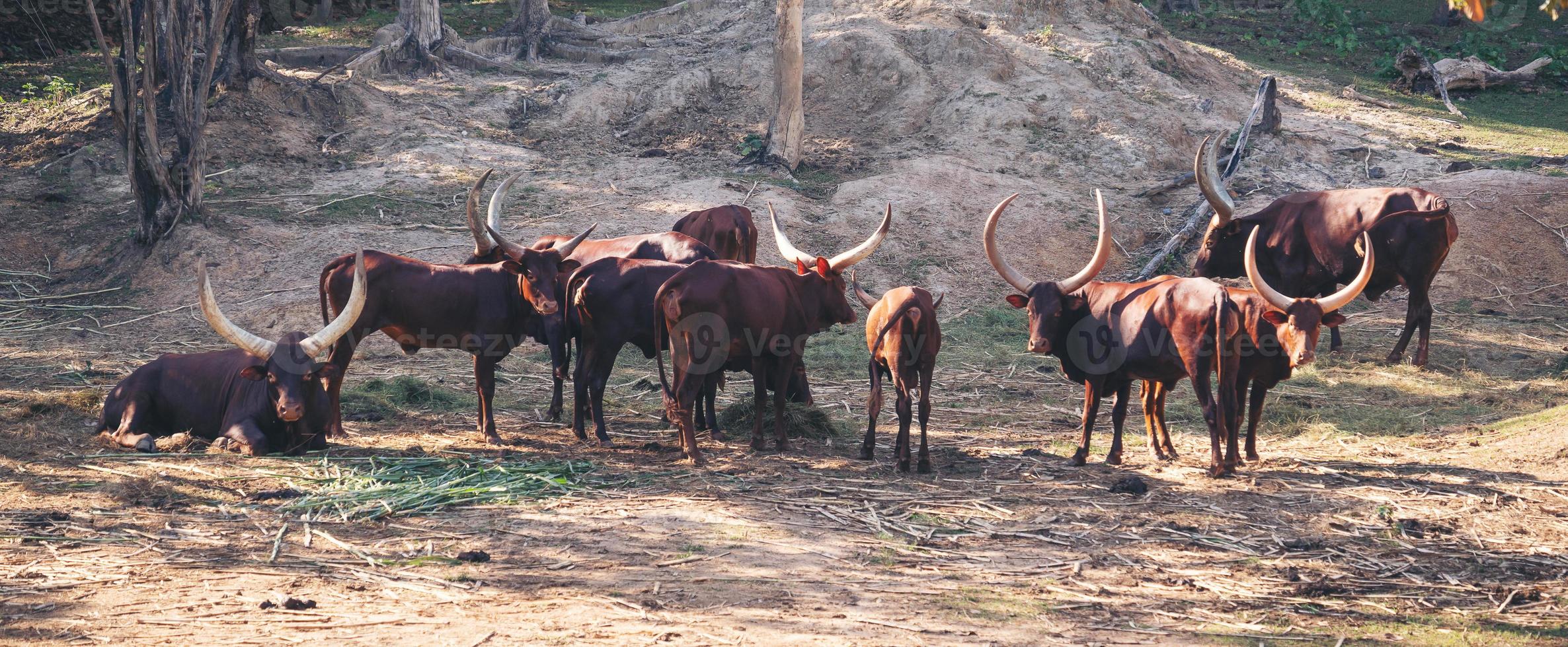 Ganado ankole watusi en zoológico foto