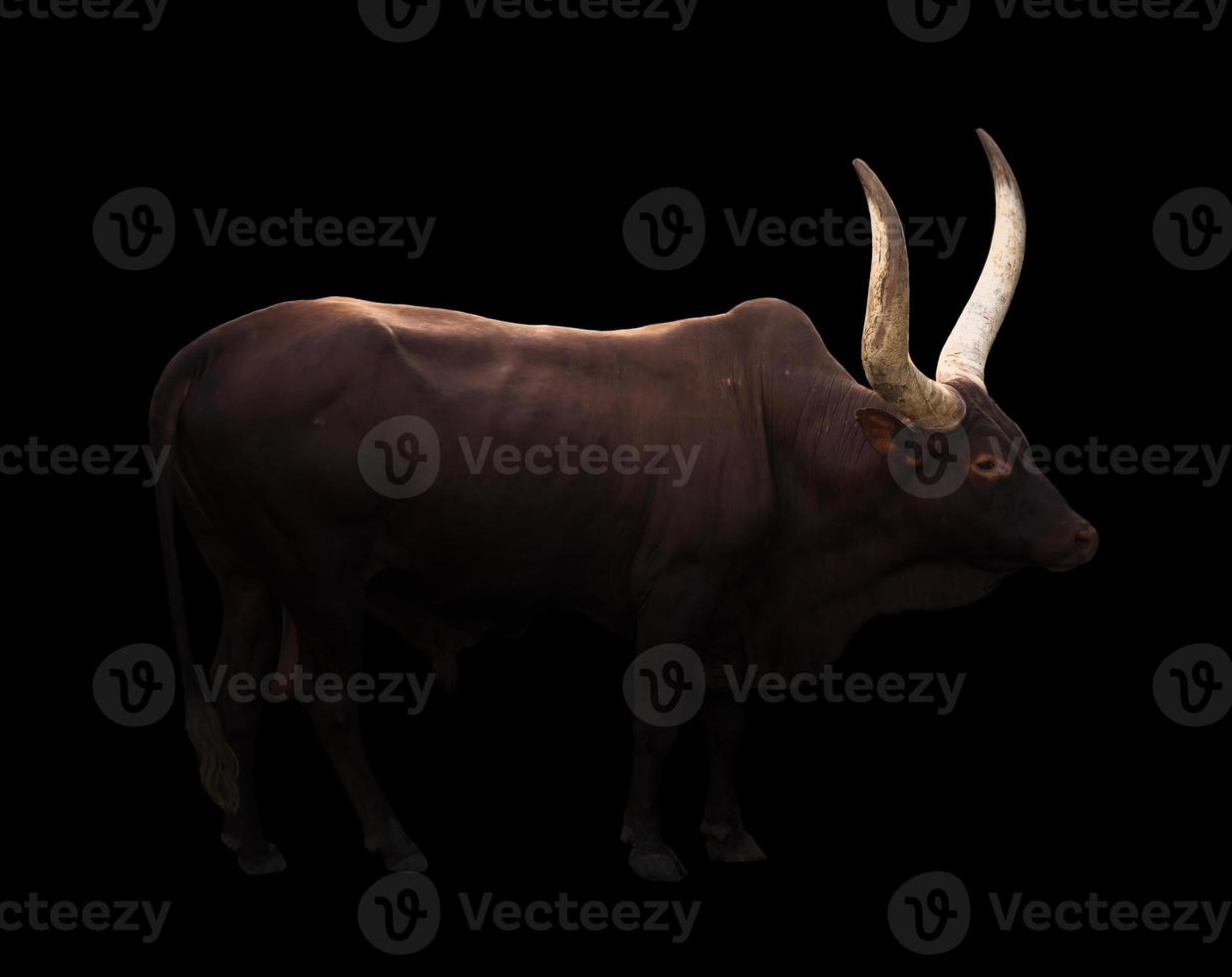 male ankole watusi in dark background photo