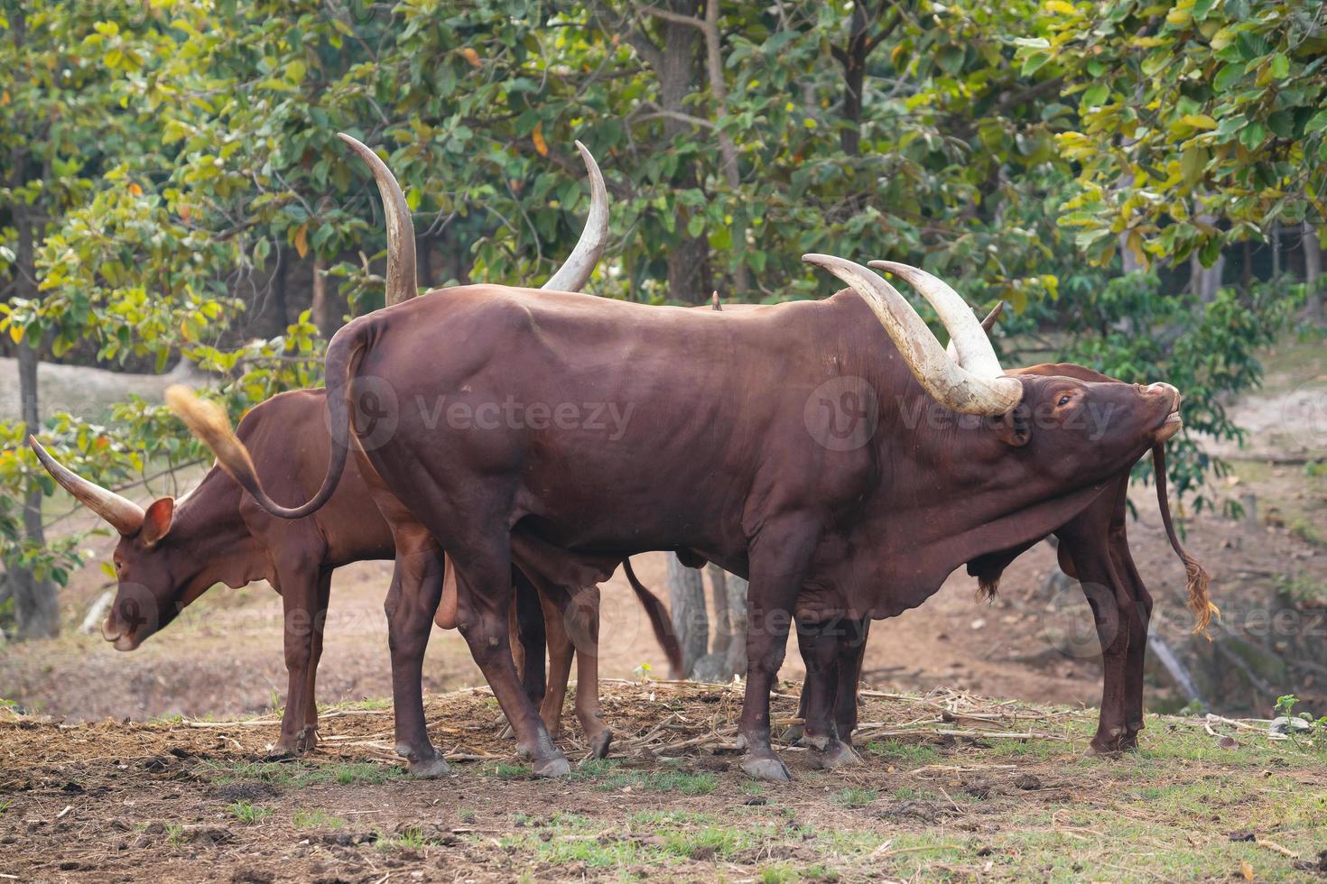 Ganado ankole watusi en zoológico foto